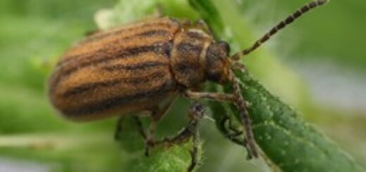 Ophraella communa, aussi appelée chrysomèle de l’ambroisie